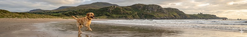 Dog running along a Welsh beach with hills in the background