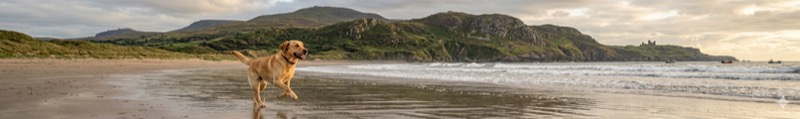 Dog running along a Welsh beach with hills in the background