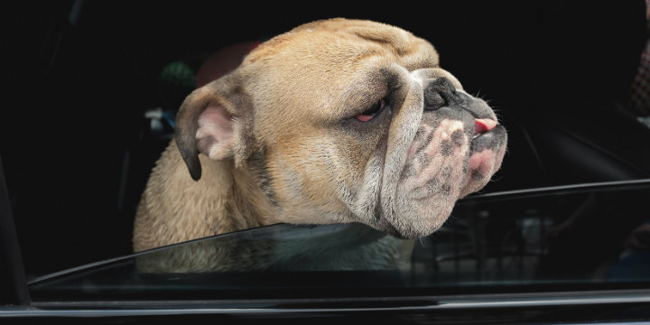 Car dog smell