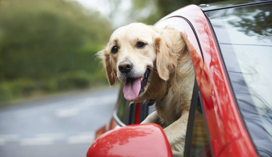 dog in a hot car Shropshire