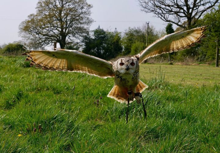 Shropshire Falconry