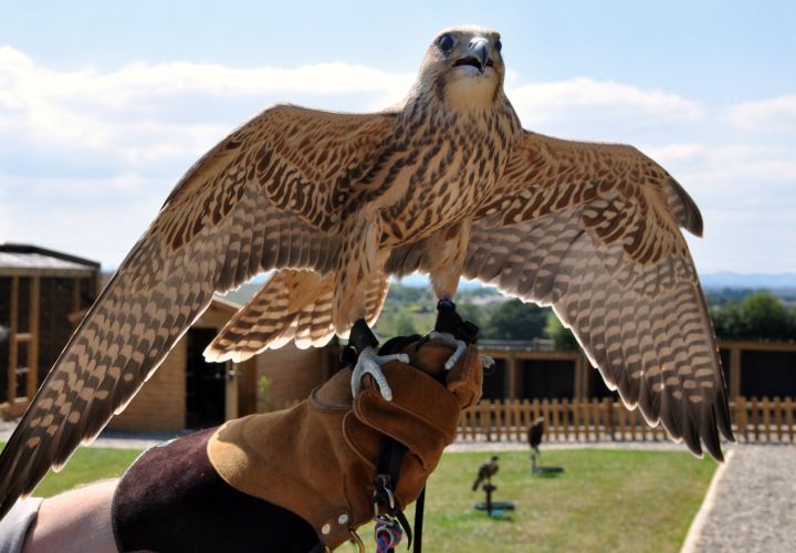 Battlefield-Falconry-Centre-Shrewsbury